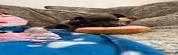 Italian Greyhound dogs for sale: KC Italian greyhound puppies 🏡 ready now - Advert 2