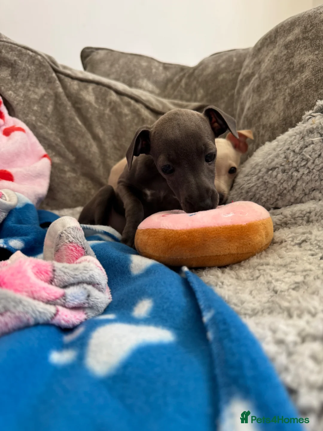 Italian Greyhound dogs for sale: KC Italian greyhound puppies 🏡 ready now - Advert 2