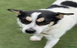 Mixed Breed dogs for adoption: Gorgeous Dylan needs a home! - Image 9