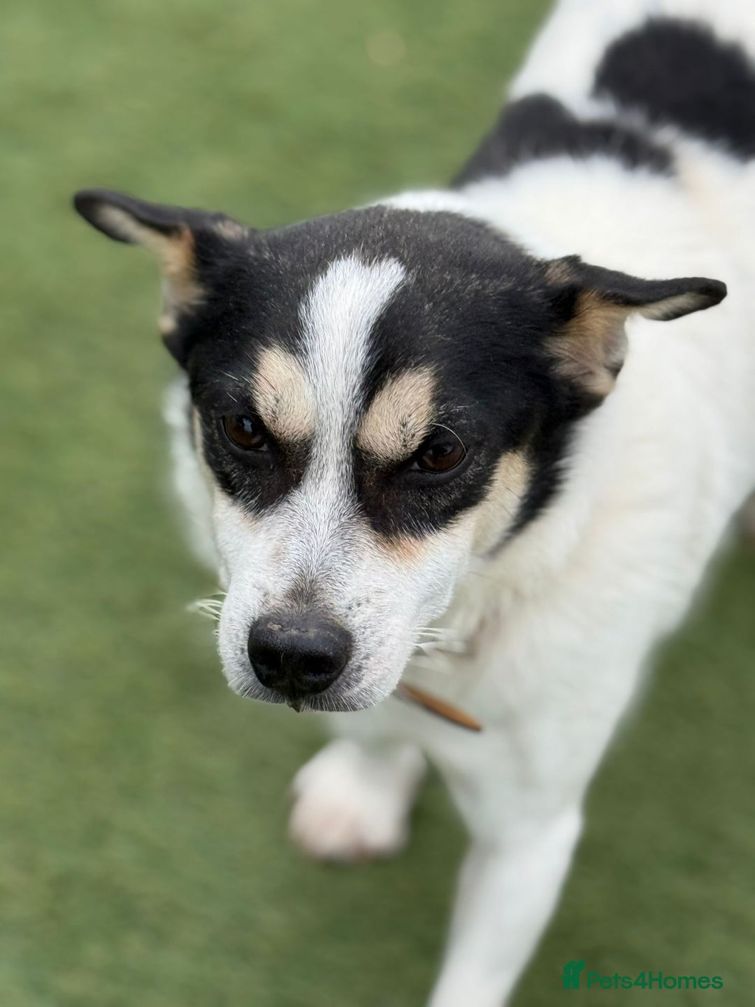 Mixed Breed dogs for adoption: Gorgeous Dylan needs a home! - Image 9