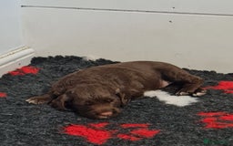 Cocker Spaniel dogs for sale: Exceptional Working Cocker Spaniel Pups – KC Reg - Image 10