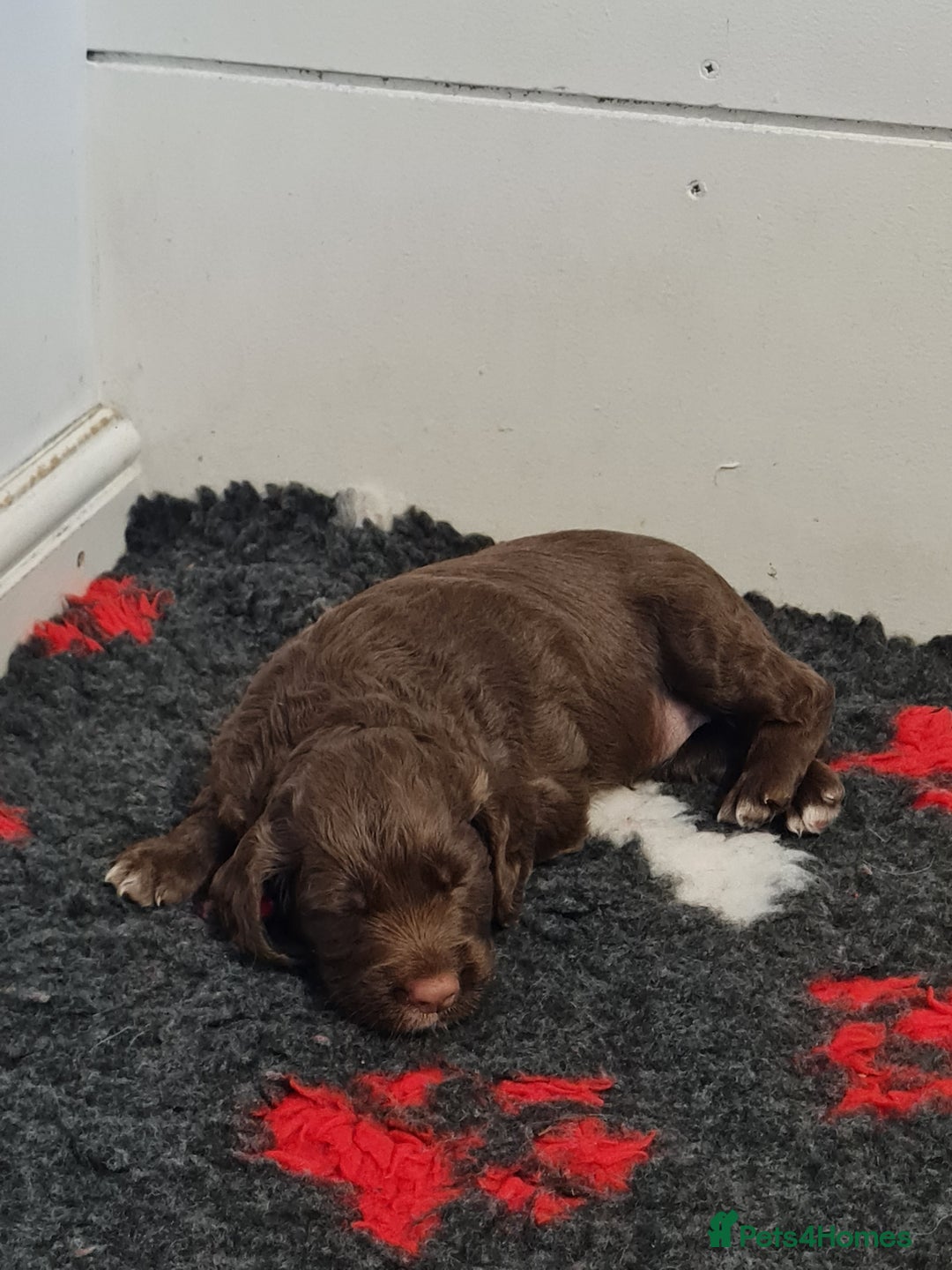 Cocker Spaniel dogs for sale: Exceptional Working Cocker Spaniel Pups – KC Reg - Image 10