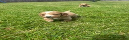 Cockapoo dogs for sale: Beautiful F1 cockerpoo puppies  - Advert 14