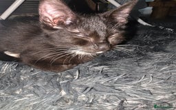 British Shorthair cats for sale: Male British shorthair/tabby kitten for free - Advert 2