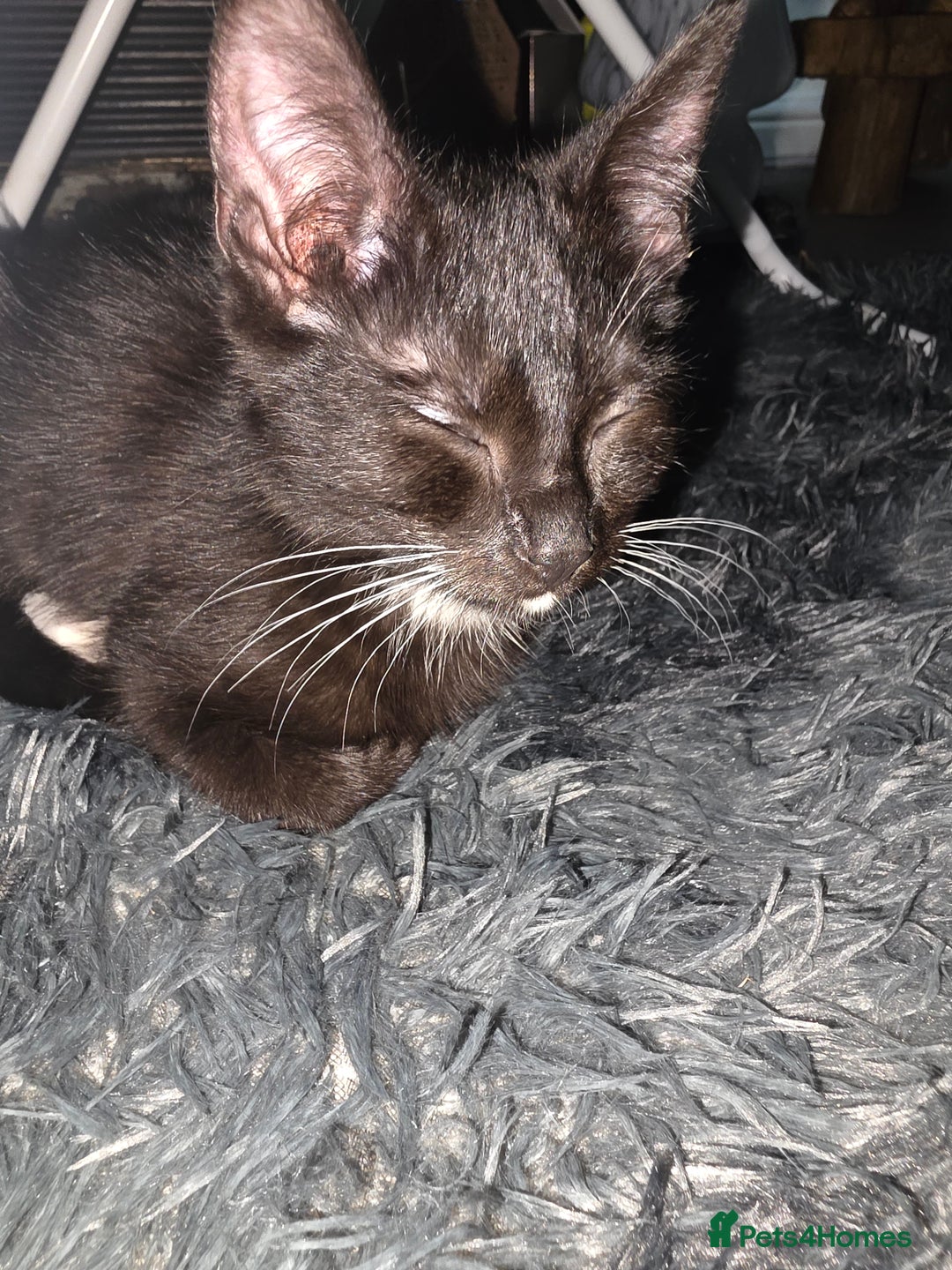 British Shorthair cats for sale: Male British shorthair/tabby kitten for free - Advert 2