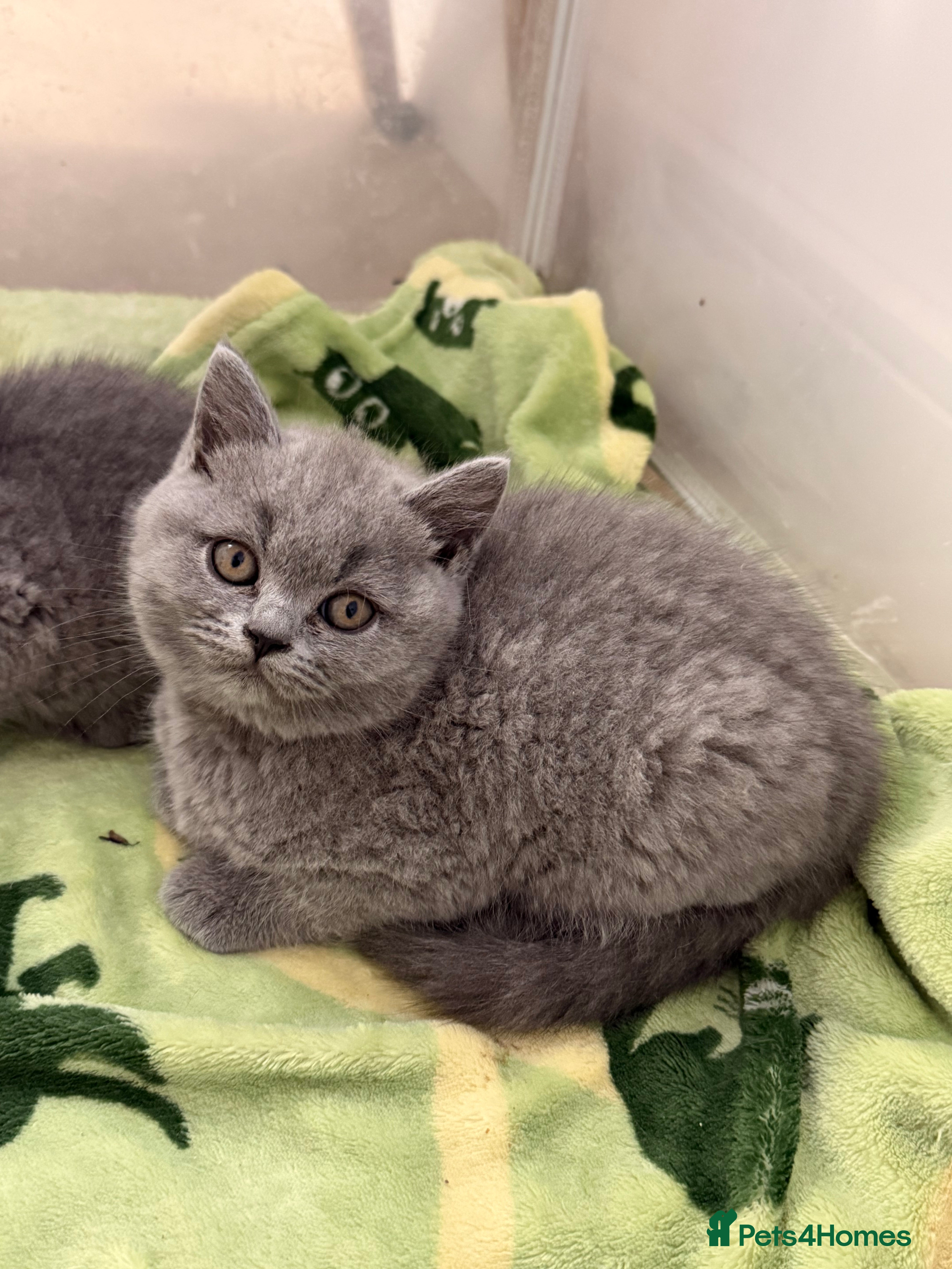British Shorthair cats 💕🏅🏅CHAMP BLOOD BRITISH SHORT HAIR KITTENS🏅🏅💕 - Advert 2