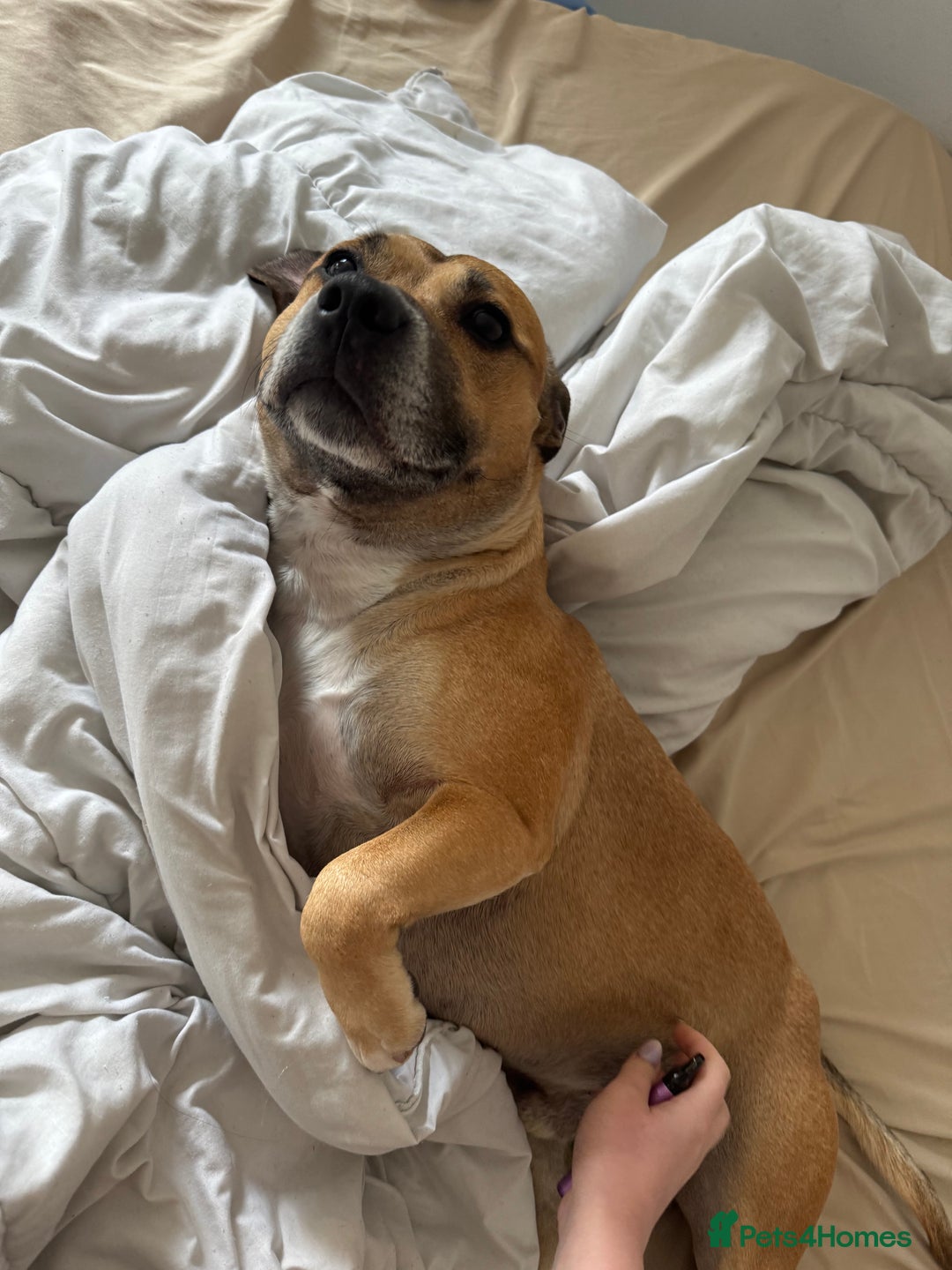 Staffordshire Bull Terrier dogs for stud: Staffordshire bull terrier stud - Image 2