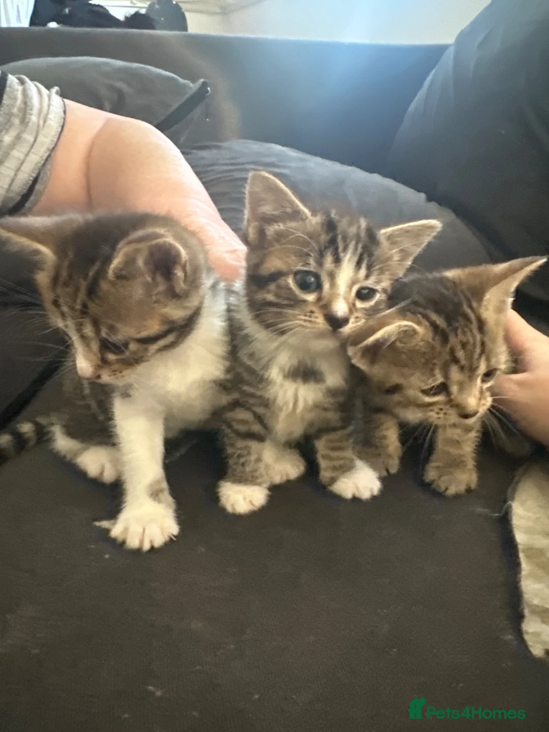 Mixed Breed cats for sale: 3beautiful kittens looking for a new home in Sheffield - Advert 1