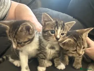 Mixed Breed cats 3beautiful kittens looking for a new home - Advert 4