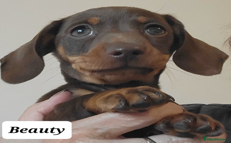 Miniature Dachshund dogs - Advert 3