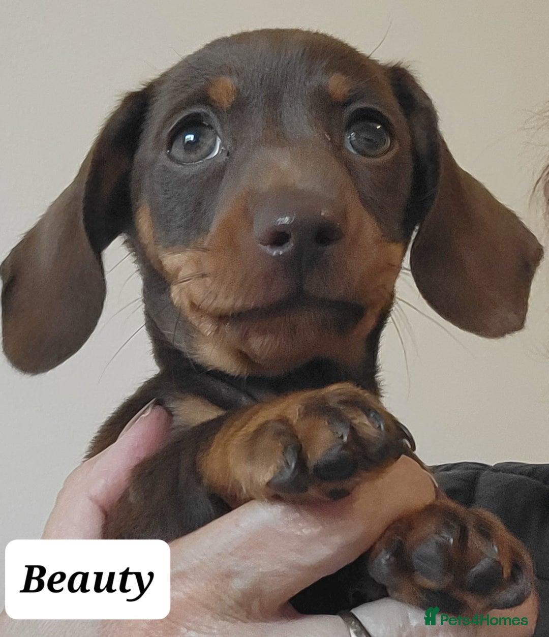 Miniature Dachshund dogs for sale: QUALITY MINIATURE DACHSHUND SMOOTH PUPS - Image 1