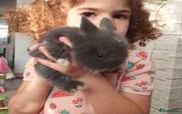 Lionhead rabbits for sale: Baby bunny's  - Advert 19