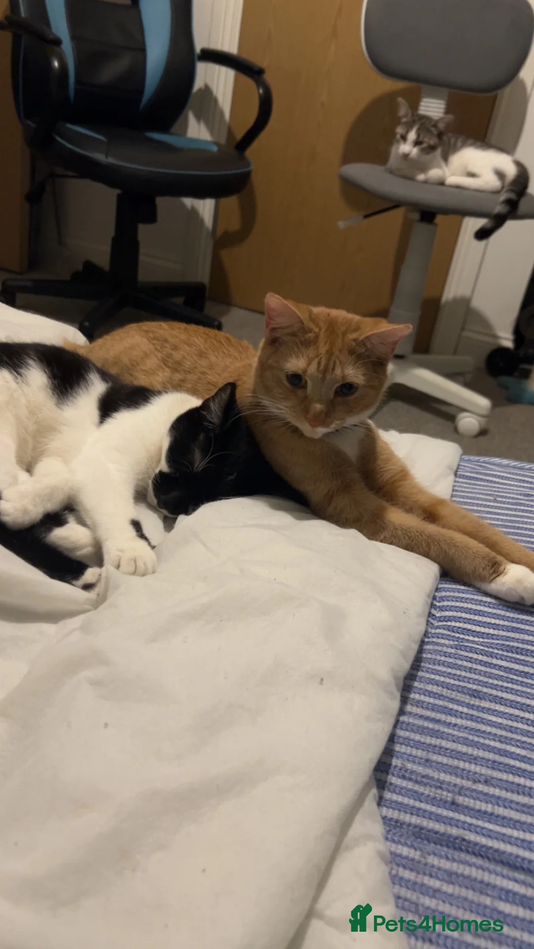 Mixed Breed cats for sale: 10 month old male - Advert 4