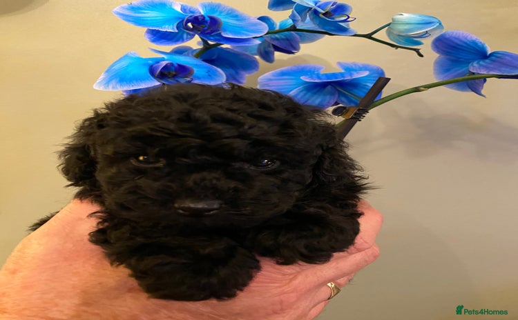 Toy Poodle dogs - Advert 4