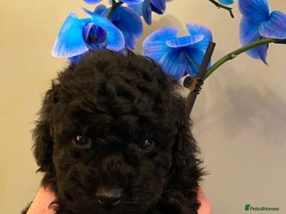 Toy Poodle dogs - Advert 30