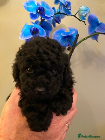 Toy Poodle dogs - Advert 4