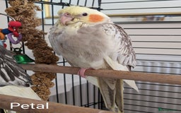Cockatiels birds for sale: Hand-Reared male + female Cockatiels - Image 12