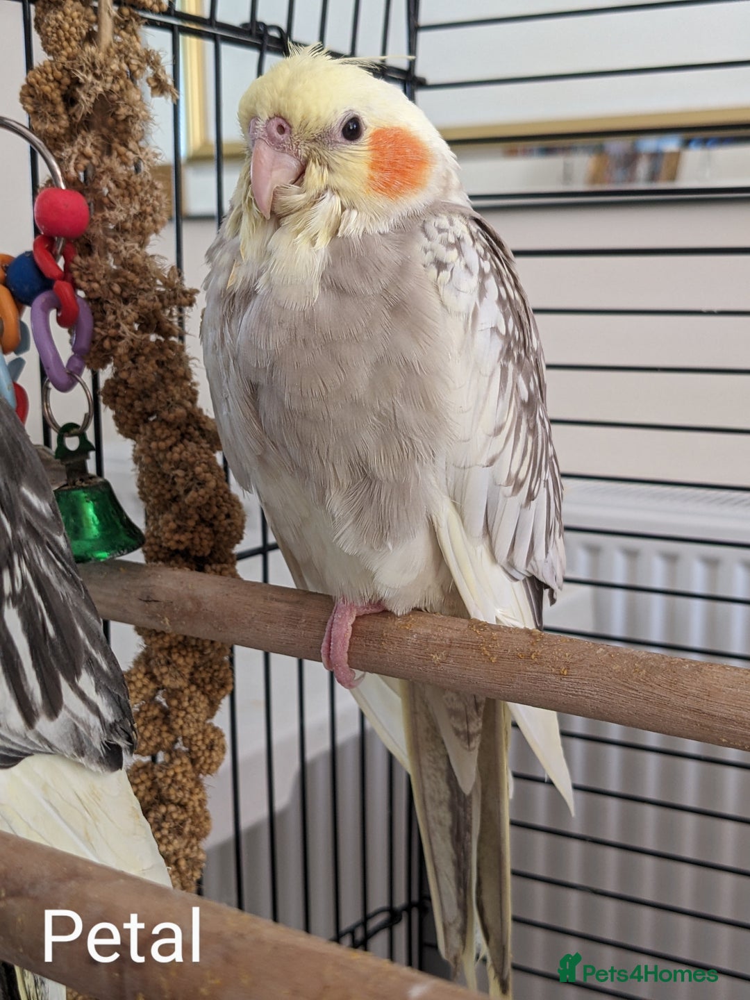 Cockatiels birds for sale: Hand-Reared male + female Cockatiels - Image 12