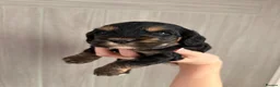 Cockapoo dogs for sale: F2 Cockapoo puppies - Advert 3