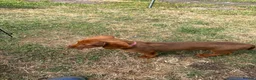 Miniature Dachshund dogs for sale: Stunning KC Miniature Dachshunds - Advert 10