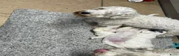 Sealyham Terrier dogs for sale: Sealyham Terrier puppies in Haverfordwest - Advert 4