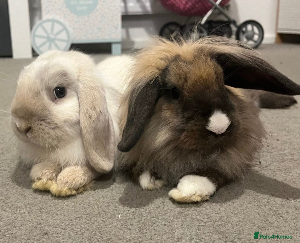 Mini Lop rabbits Pair of mini lop bunnies looking for homes - Advert 5