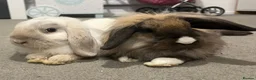 Mini Lop rabbits for sale: Pair of mini lop bunnies looking for homes - Advert 1