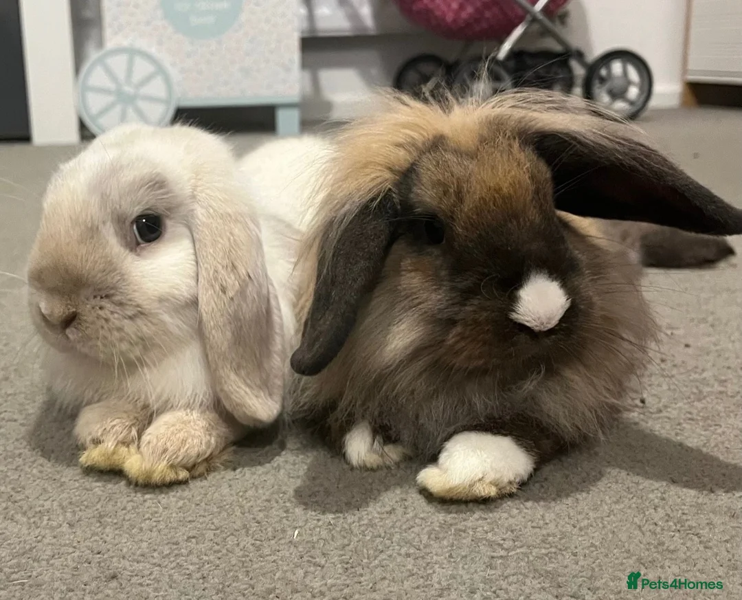 Mini Lop rabbits for sale: Pair of mini lop bunnies looking for homes - Advert 1