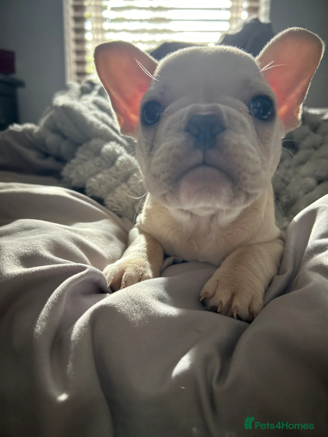 French Bulldog dogs for sale: Frenchie puppies available - Advert 2