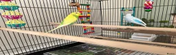 Budgerigars birds for sale: 2x budgies  in Broadway - Advert 5