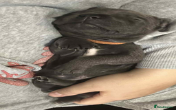 Staffordshire Bull Terrier dogs for sale: Beautiful blue staff puppies  - Image 24