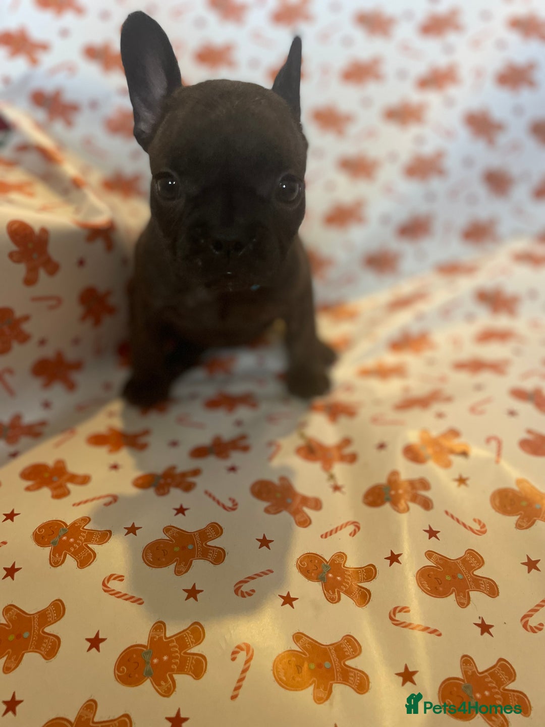 French Bulldog dogs for sale: French Bulldog Puppies - Advert 2