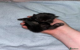 Mixed Breed cats for sale: black Siberian mixed  - Image 3