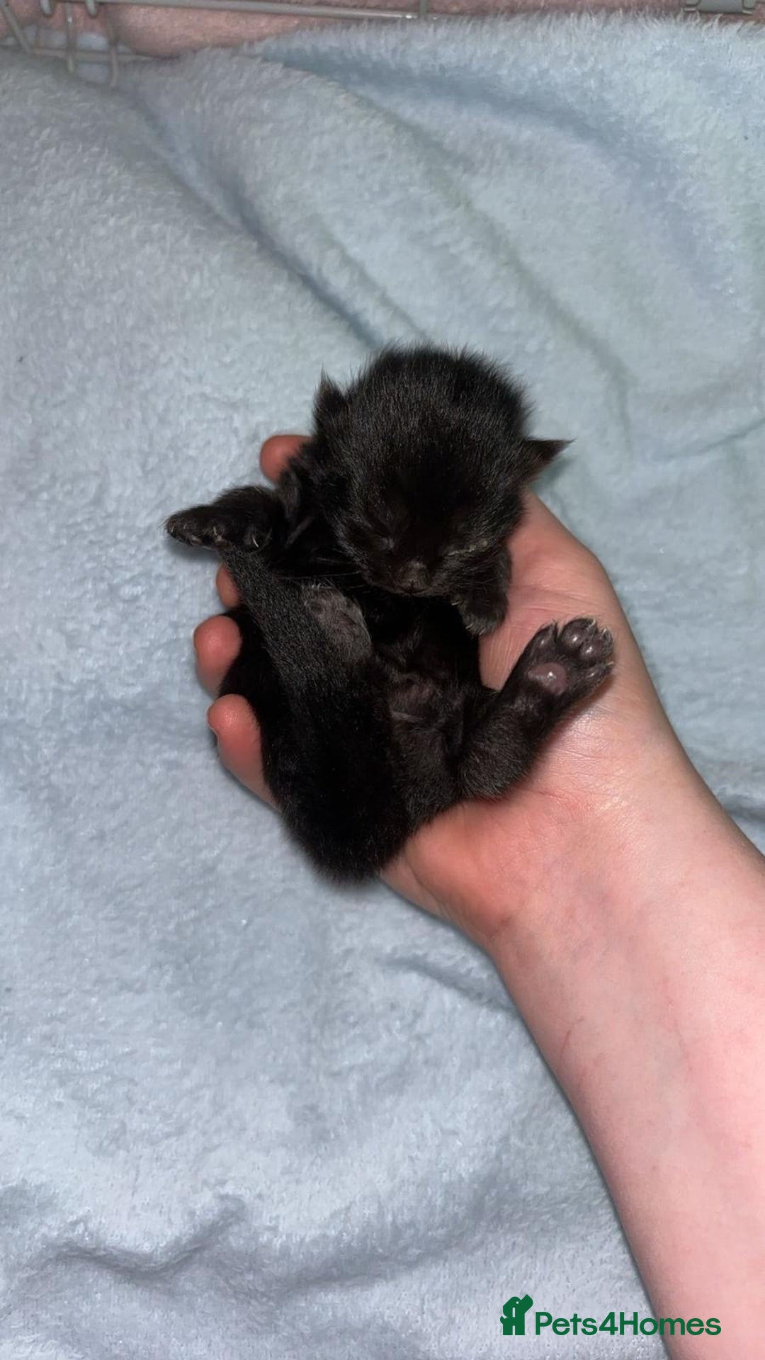Mixed Breed cats for sale: black Siberian mixed  - Image 3