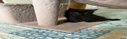 Mixed Breed cats for sale: Fluffy kittens for sale  - Advert 11