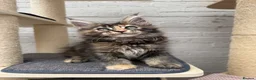 Maine Coon cats for sale: TICA pedigree Stunning Maine coon kittens  - Advert 11