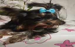 Yorkshire Terrier dogs for sale: 💝💝💝Both sides many champions 💝💝💝 in Leeds - Image 5