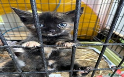 British Shorthair cats for sale: Beautiful Shorthair kittens - Image 7