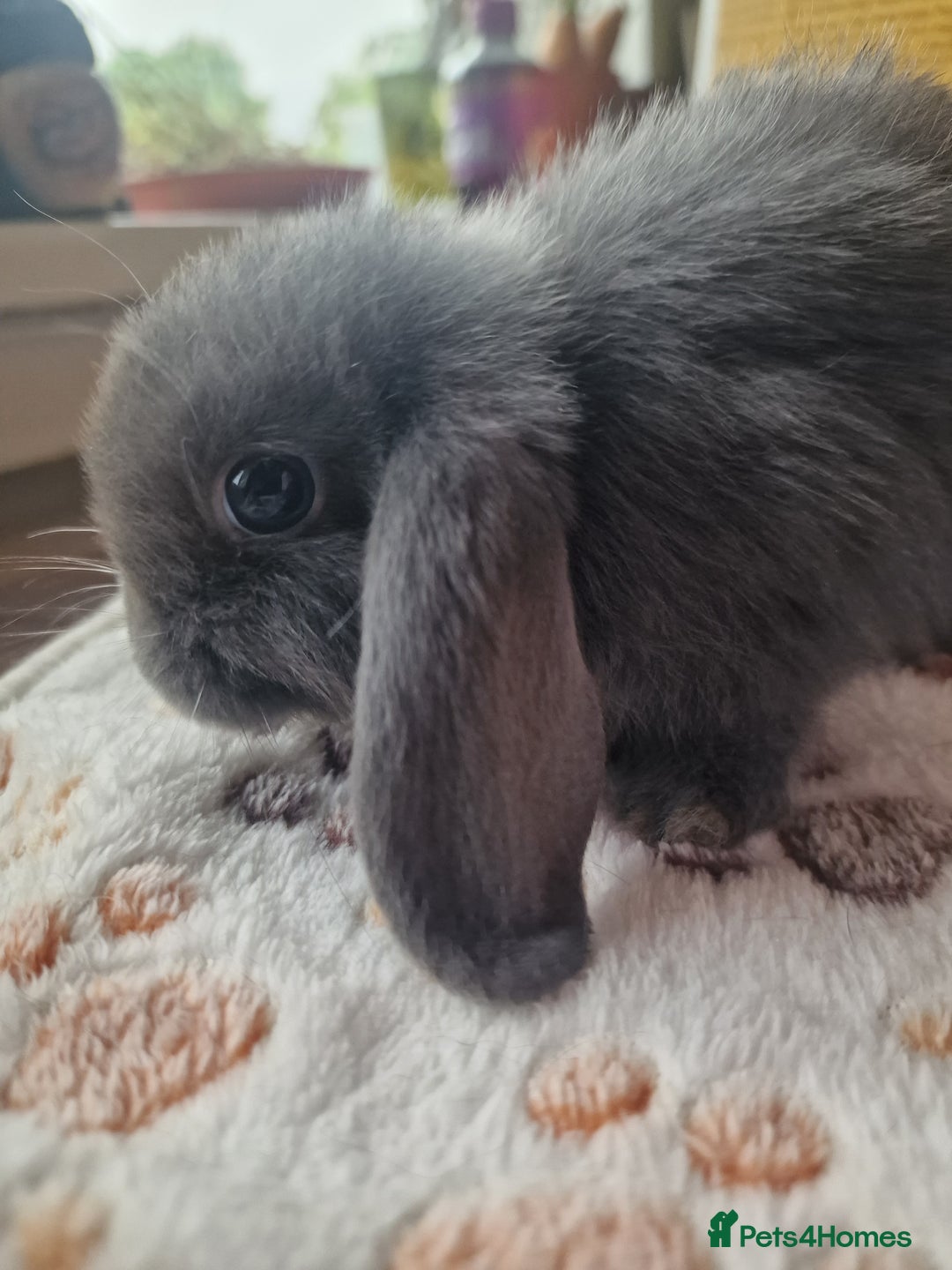 Mini Lop rabbits for sale: 4 Mini lop rabbits available  - Image 2