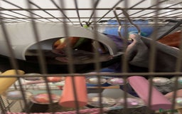 Rat rodents for sale: 3 male rats looking for a loving new home - Image 2
