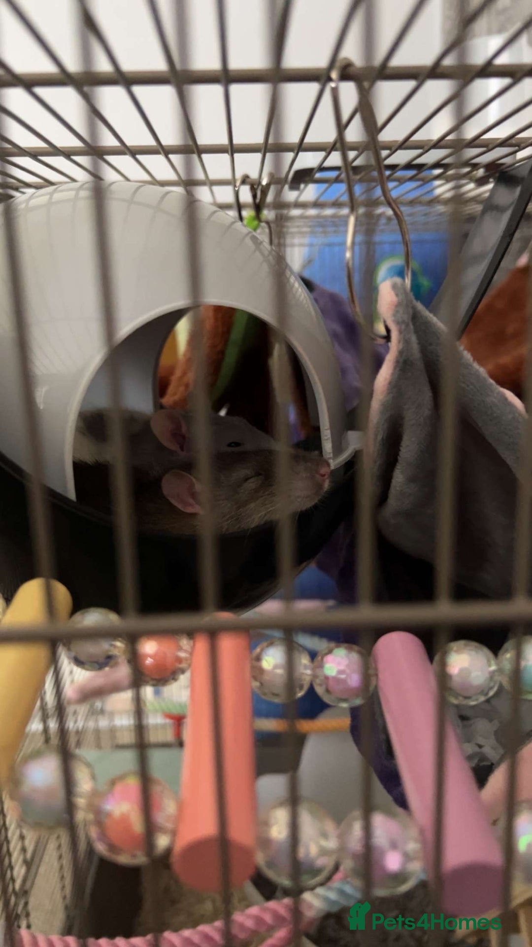 Rat rodents for sale: 3 male rats looking for a loving new home - Image 2