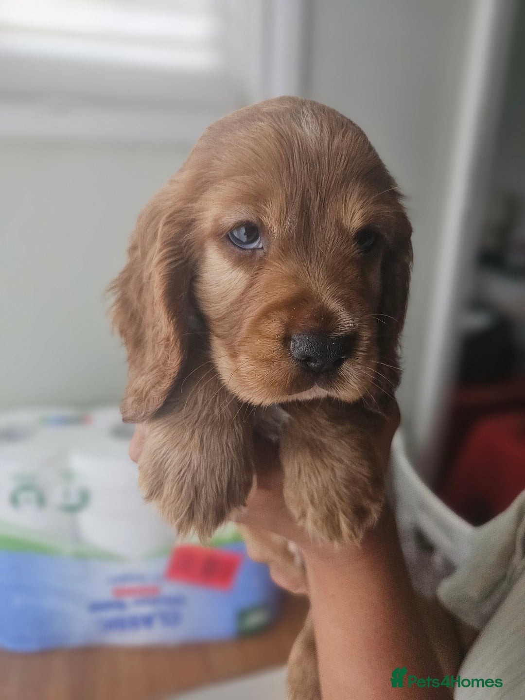 Mixed Breed dogs for sale: Cockalier/Springer Spaniel puppies ready for you! in London - Image 19