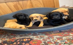 Goldador dogs for sale: GORGEOUS GOLDADORS  - Image 10