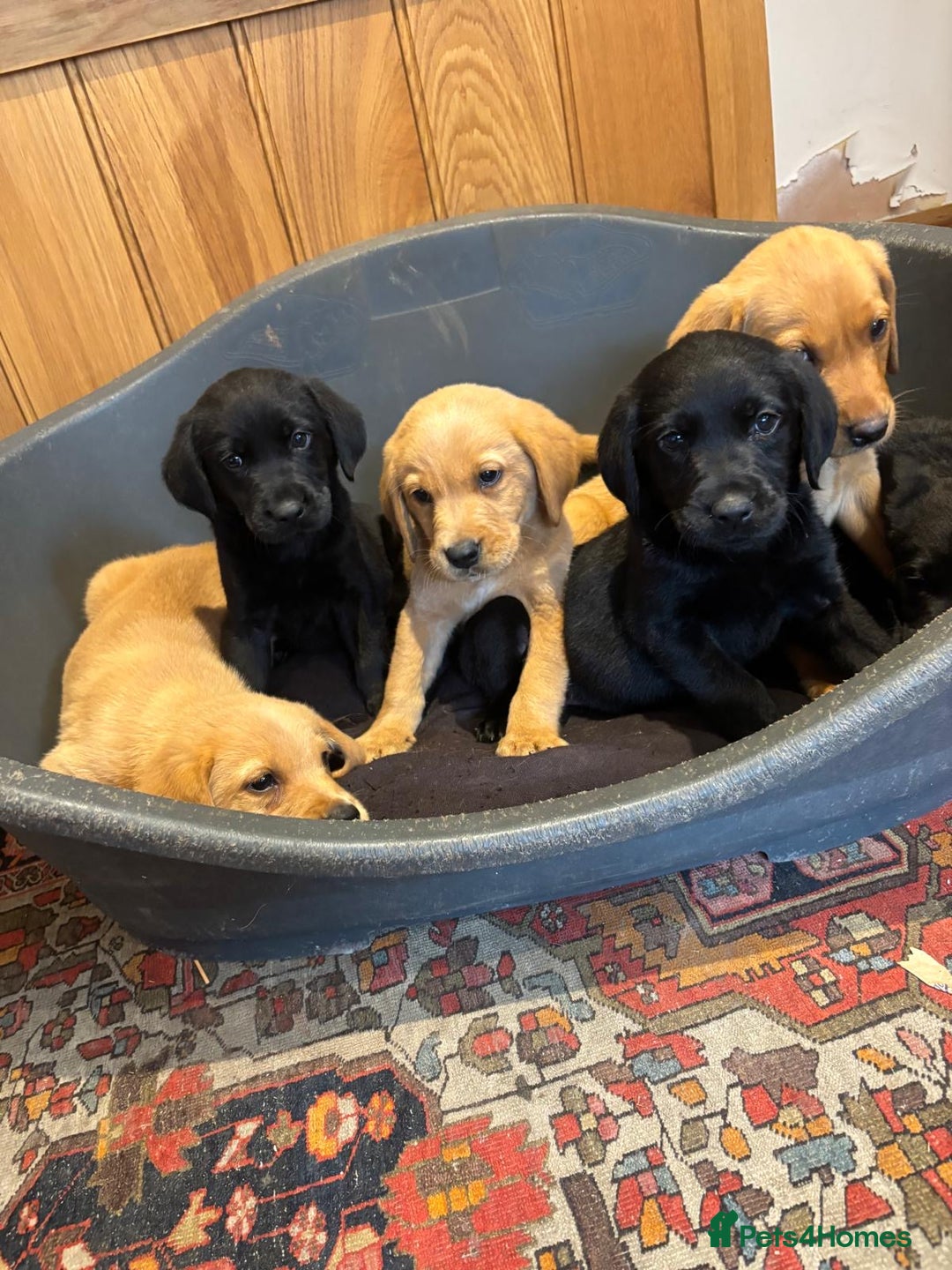 Goldador dogs for sale: GORGEOUS GOLDADORS  - Image 10