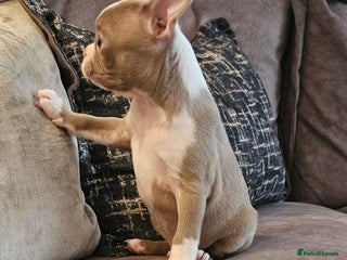 Boston Terrier dogs - Advert 4