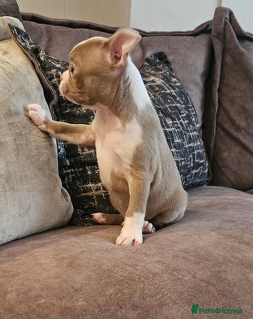 Boston Terrier dogs - Advert 1