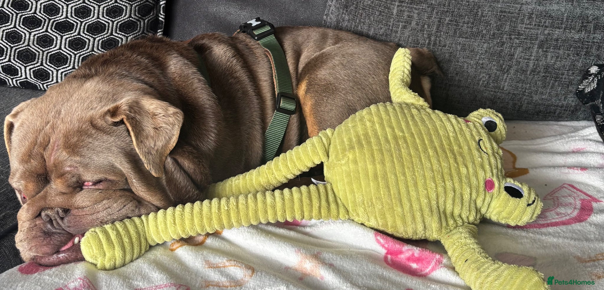 English Bulldog dogs for sale: English bulldog needs forever home - Advert 2
