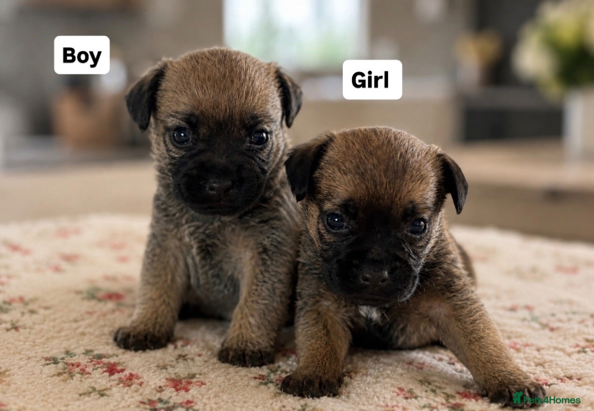Border Terrier dogs Beautiful border terriers  - Advert 1