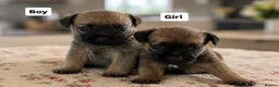 Border Terrier dogs for sale: Beautiful border terriers  - Advert 1