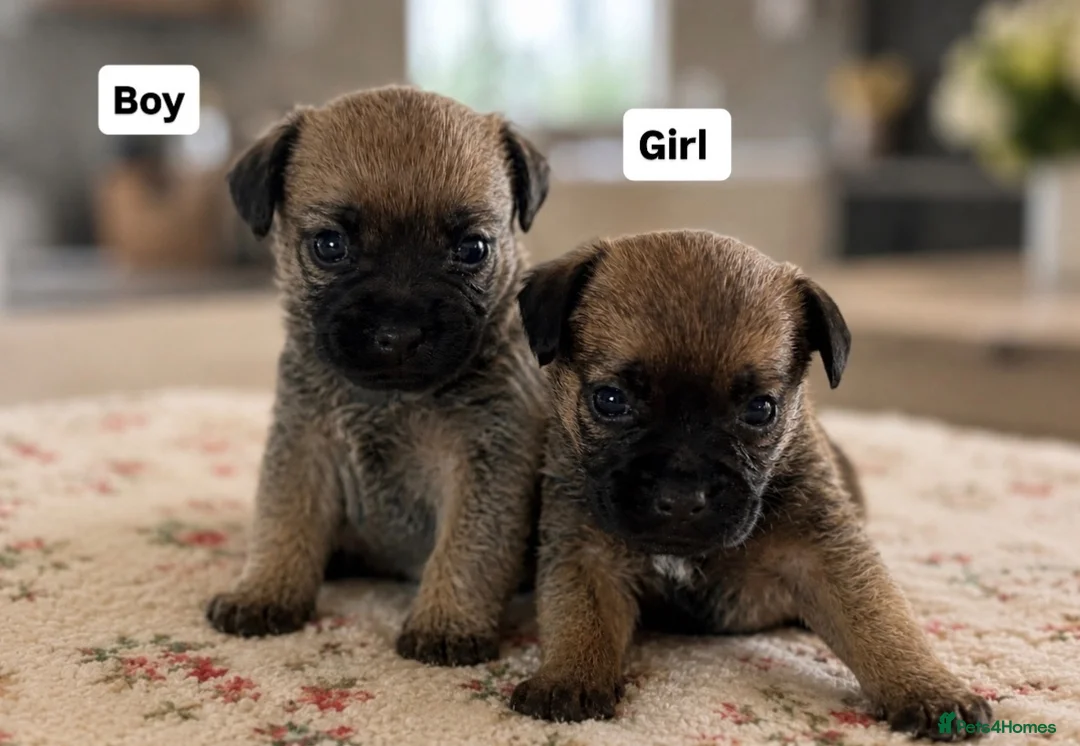 Border Terrier dogs for sale: Beautiful border terriers  - Advert 1